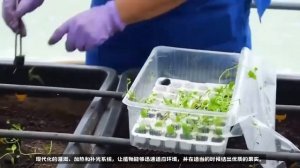 即将上线：哈萨克斯坦种薯独家报道