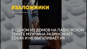 В одном из барнаульских домов мужчина держит в "заложниках" несколько десятков собак