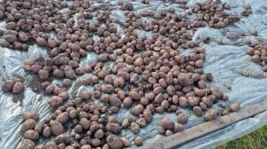 Наш второй хлеб