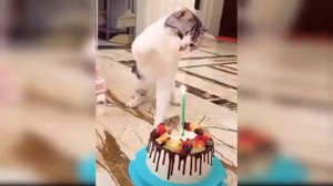 Малыши кошек - Подборка милых и смешных видео с кошками  (ПОДБОРКА №19) 😍 😂 🐱