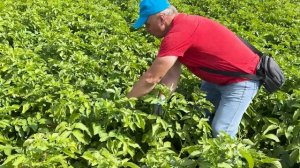 Фитофтороз наступает!!!