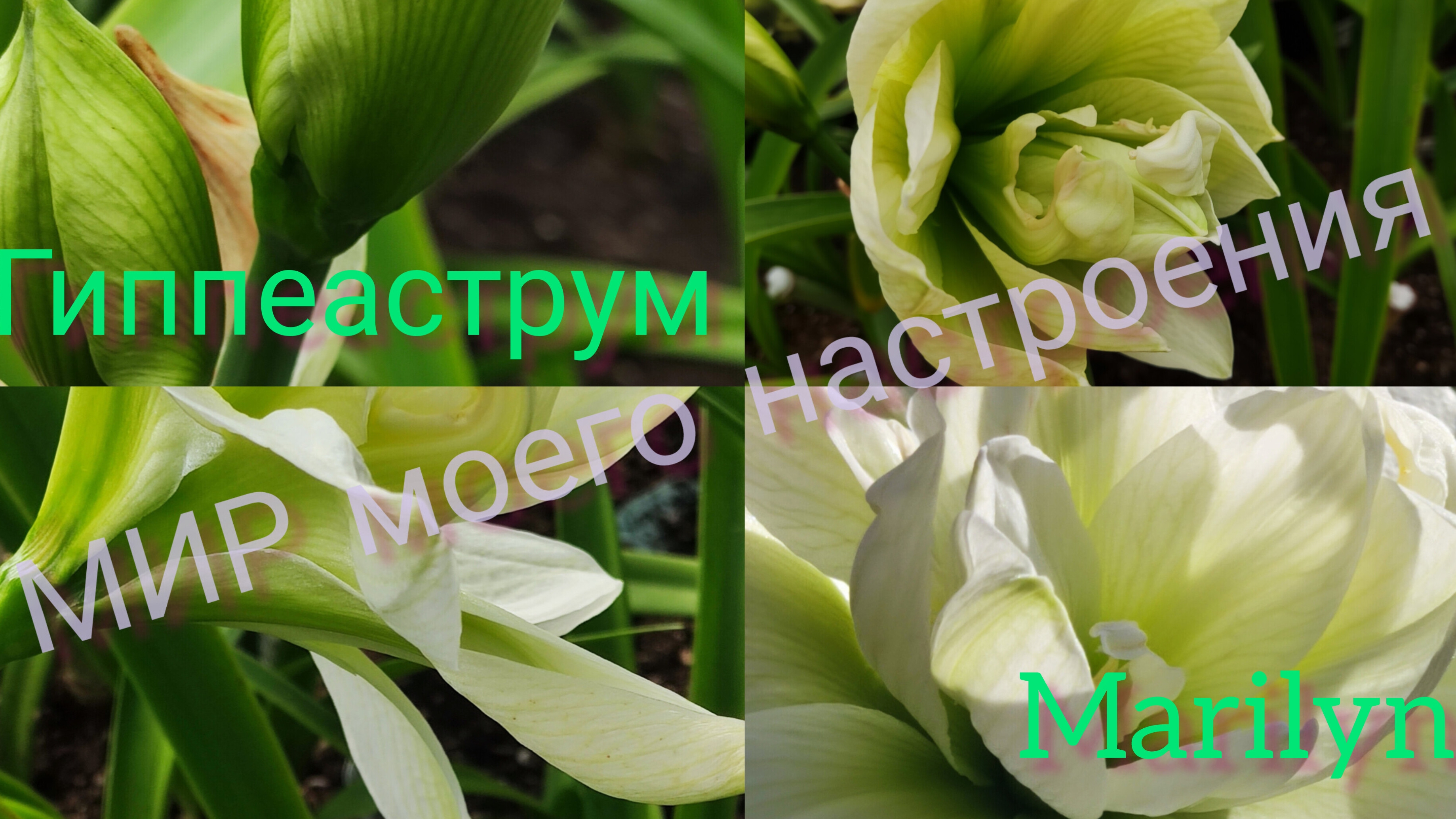 27.08.25 Гиппеаструм Мэрлин