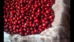 5 сентября - Луп Брусничник. Традиции и народные приметы
