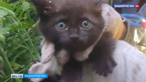 Мяукал сутки: упавшему в колодец котенку помогли спасатели в Уфе