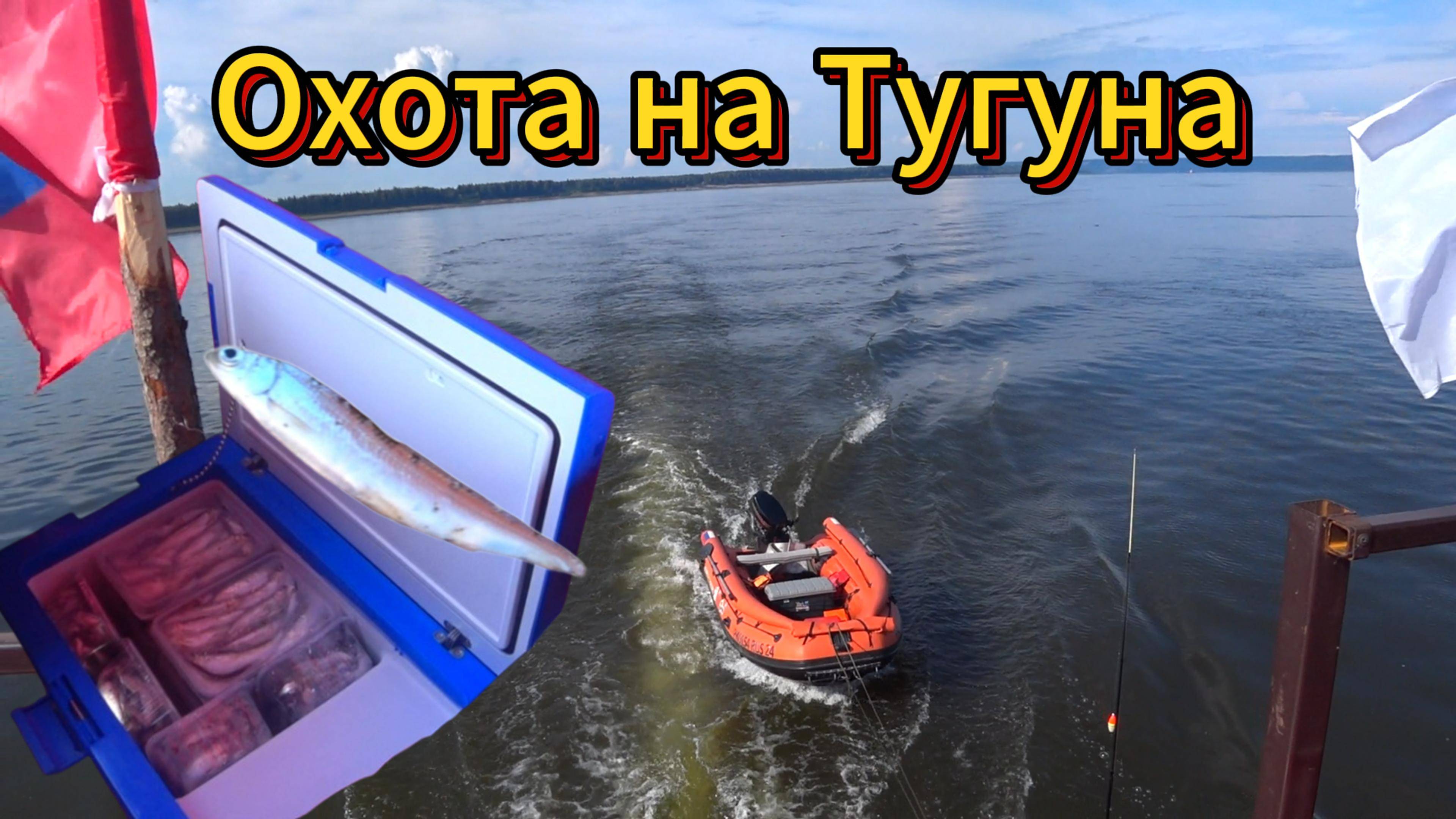 Охота на Тугуна в Эвенкии (Деликатес среди рыб)