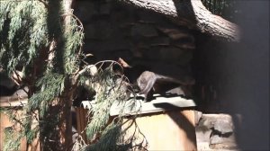 Две семьи камышовых кошек 03.09.2025