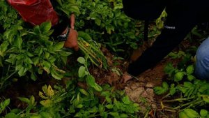 Grimme Field Day 2025 | Более 1000 фермеров и болезни картофеля сезона