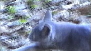 Кот Васька на природе