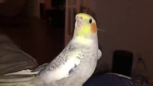 ПРИКОЛЬНЫЕ ВИДЕО / СМОТРЕТЬ ПРИКОЛЫ НА КАНАЛЕ ЮМОРА / ВИДЕО ПРИКОЛЫ И ЮМОР БЕЗ РЕГИСТРАЦИИ ОНЛАЙН