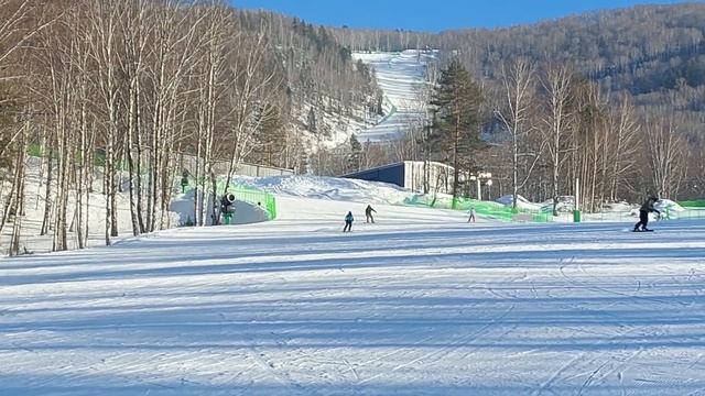 Манжерок снова радует! 2025. Уже февраль