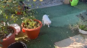 Все гуляют, отдыхают, Шейх как обычно со змеей борется.