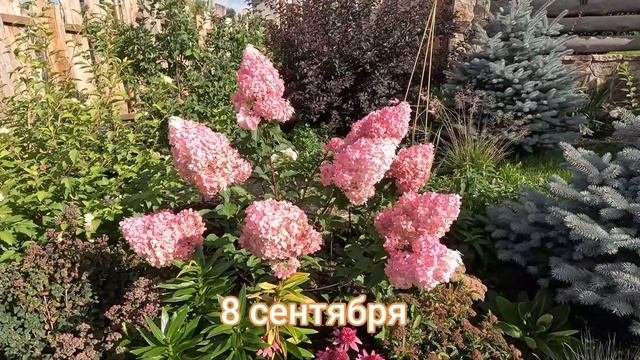 Ванилла Фрайз. Видео с элементами сентиментальности