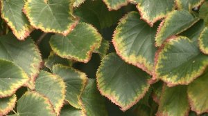 Бабье лето приходит в Вологодскую область