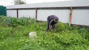 Собираю в Сибири после дождей АРБУЗЫ И ДЫНИ в поле с грибами ПОДВАЛ ИЛЬИЧА Сибирские арбузы и дыни