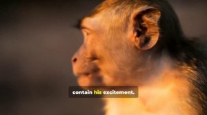 Этот маленький парень нашел гигантский арбуз