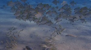 начало снорклинга PC060019