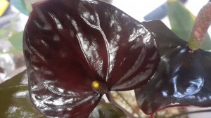 03.09.2025 Что в ближайших планах по растениям?