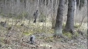 Кот Васька в лесу.