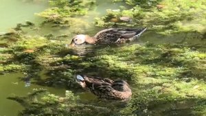 Кряквы лакомятся ряской. Видео Л.П. Юрчишко