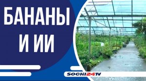 Искуственный Интеллект помогает выращивать бананы и другие культуры в Сочи