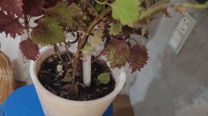Светильники, цветы 💐 и сухоцветы в квартире сына