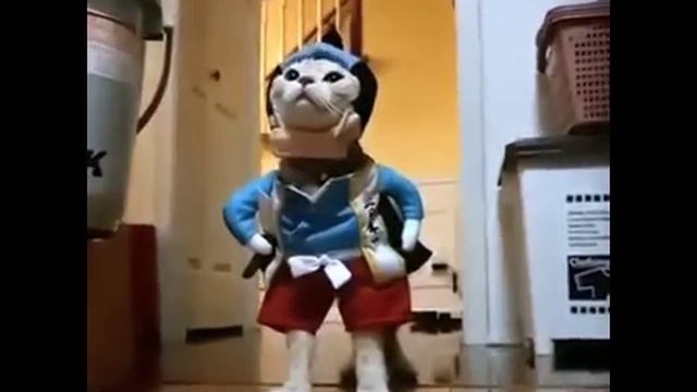 СМЕШНЫЕ И ПРИКОЛЬНЫЕ КОТИКИ / СМЕШНЫЕ КОТЫ / СМЕШНОЕ ВИДЕО ПРИКОЛЫ СМОТРЕТЬ ОНЛАЙН БЕСПЛАТНО
