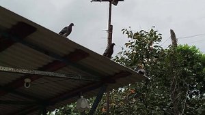 три мушкетёра)