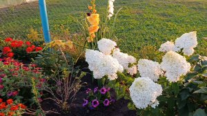 ЦВЕТЫ У ДОМА