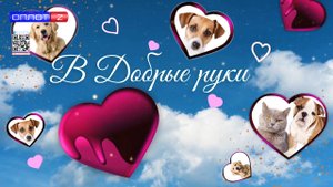 В ДОБРЫЕ РУКИ. История Рыжика