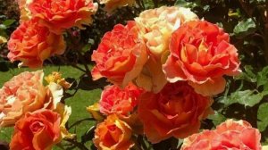 Brass Band - Калифорнийское чудо в садах грозных Самураев. Американская роза - оттенков пламени.