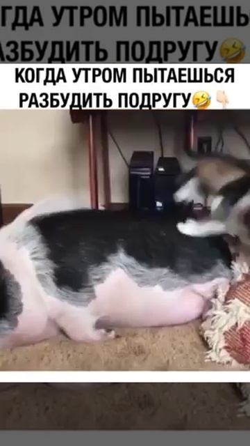 ПРИКОЛЬНЫЕ ВИДЕО ОНЛАЙН СМОТРЕТЬ БЕСПЛАТНО / ВИДЕО ЮМОР ПРИКОЛЫ В ТОП / ХИТОВЫЕ ПРИКОЛЫ