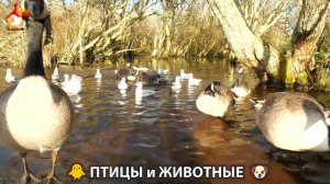 Видео про животных и птиц для души (89)