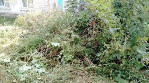 Покосили траву,работники чистого посёлка, сегодня, молодцы...!!!