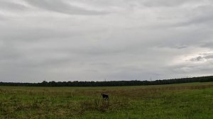 Дуп1_низко_дождь_140825