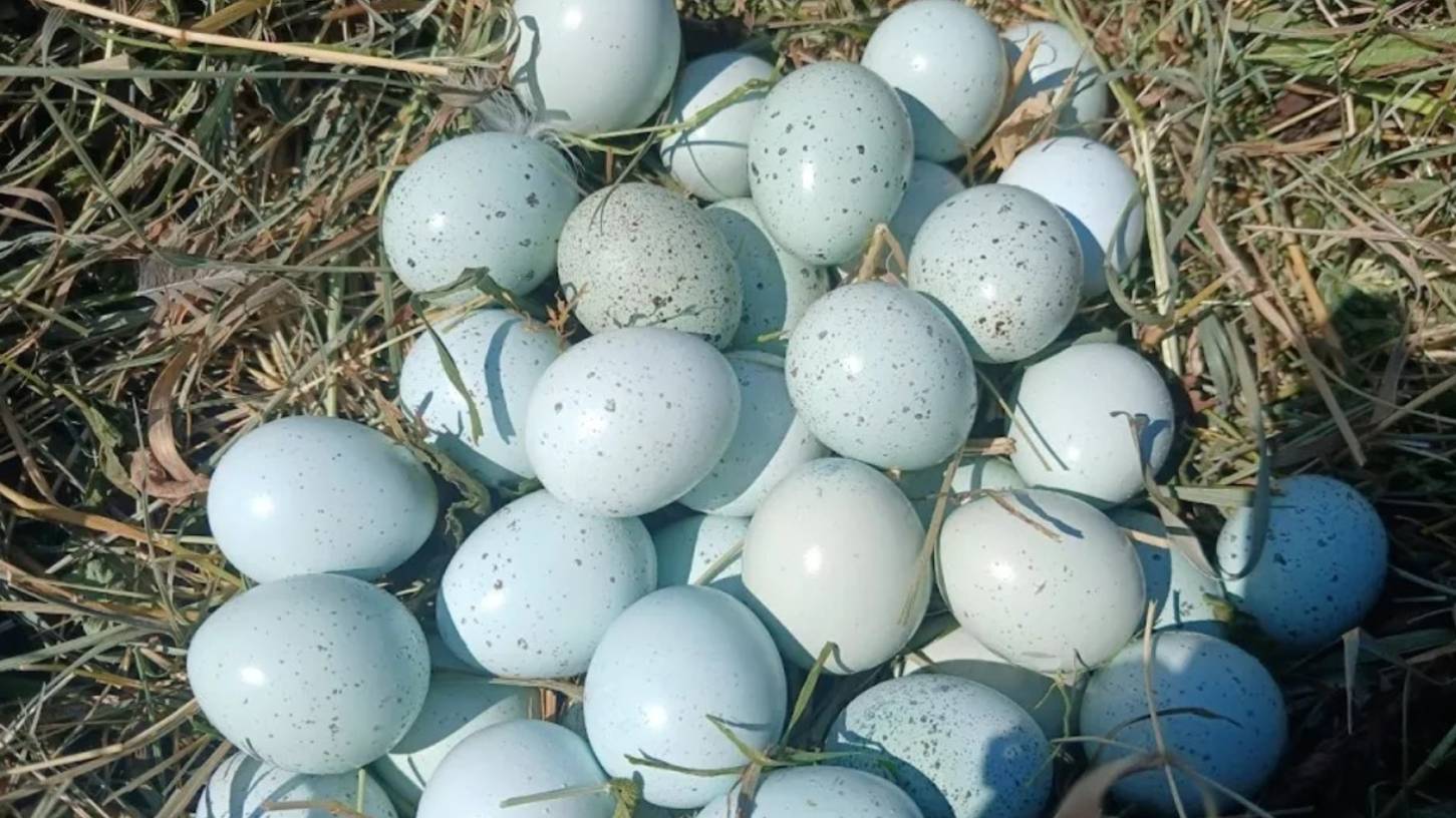 ДВА СУПЕР СРЕДСТВА ДЛЯ ХОРОШЕЙ ЯЙЦЕНОСКОСТИ КУР!!! 02.09.2025 ГОД. смотреть онлайн