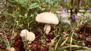 Большой Яломан (зарисовка)