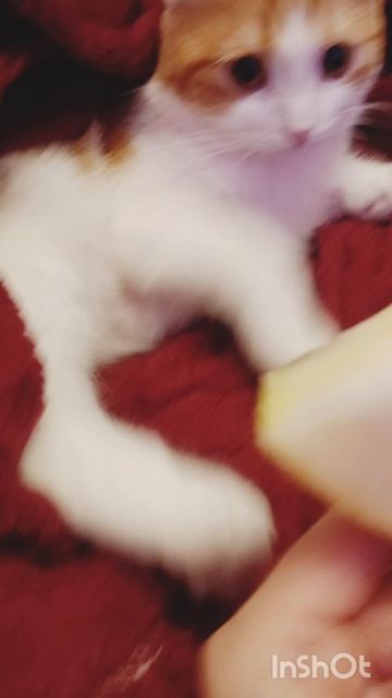 Дыни не для котов придуманы! 🐯