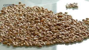 Алтайские аграрии убрали с полей больше двух миллионов тонн зерна