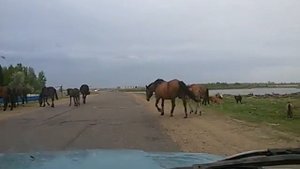 Стадо лошадей красота всем любви!!!