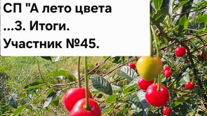 СП "А лето цвета...3. Итоги.  Участник №45.