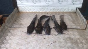 итоговый улов африканского сома