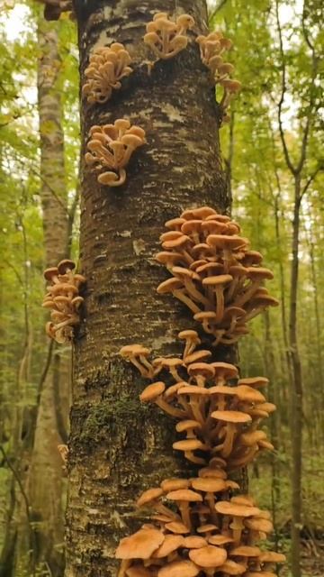 опятки пошли 🍄🐕🔥❤️ смотреть онлайн