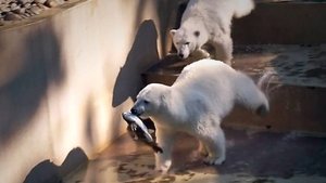 Медвежата Белка и Стрелка купаясь и развлекаясь с игрушками обнаружили в воде большую рыбу!