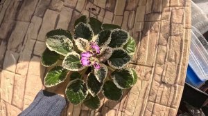 Фиалки Гром и молнии, Красный Бриллиант, Готическая элегантность, Галатея,  Тепло на душе 27 02 25г