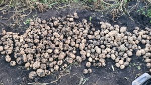 Копаю картошку в огороде где все растет 4 сентября! Урожай картофеля Гала.
