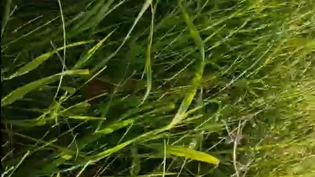 Трофейное видео с камеры украинского солдата. Проморгал - убило смотреть онлайн