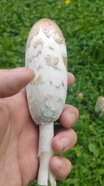 Навозник городской. смотреть онлайн