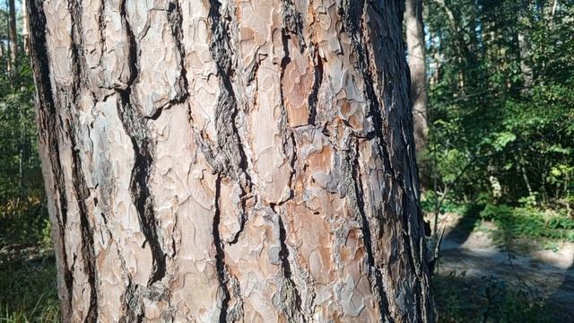 Вековые корабельные сосны. Могущество леса. Воронежский заповедник смотреть онлайн