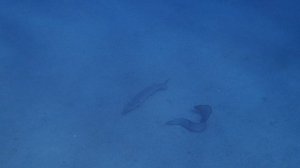 гигантская мурена и барракуда PC070132