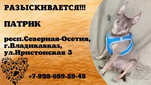 Пропала собака! ПАТРИК. респ. Северная Осетия,  г. Владикавказ
